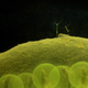 Illustration for article titled Future humans with algae implants could breathe underwater